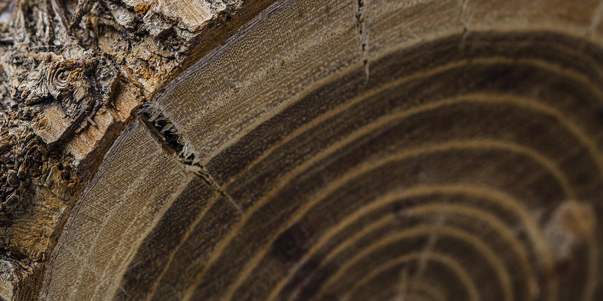 Qu'est-ce que la dendrochronologie ?