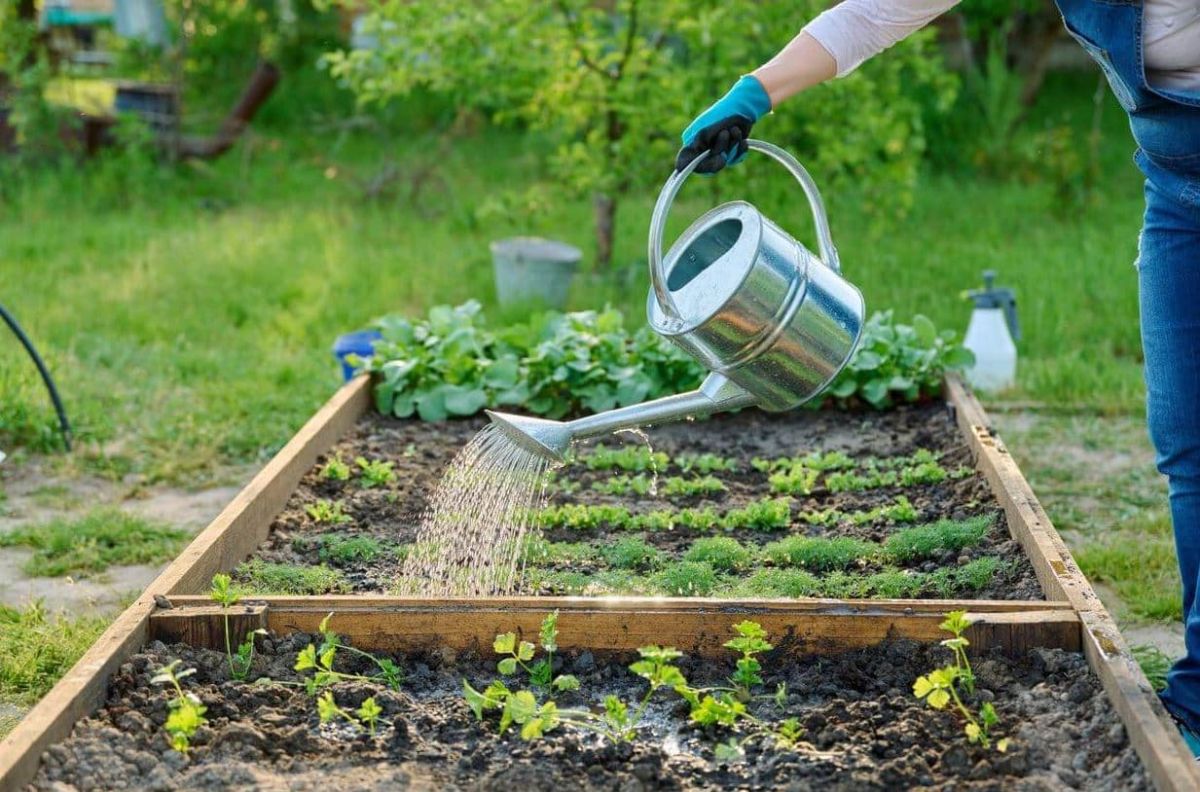 les secrets d'une rotation des cultures réussie pour votre potager