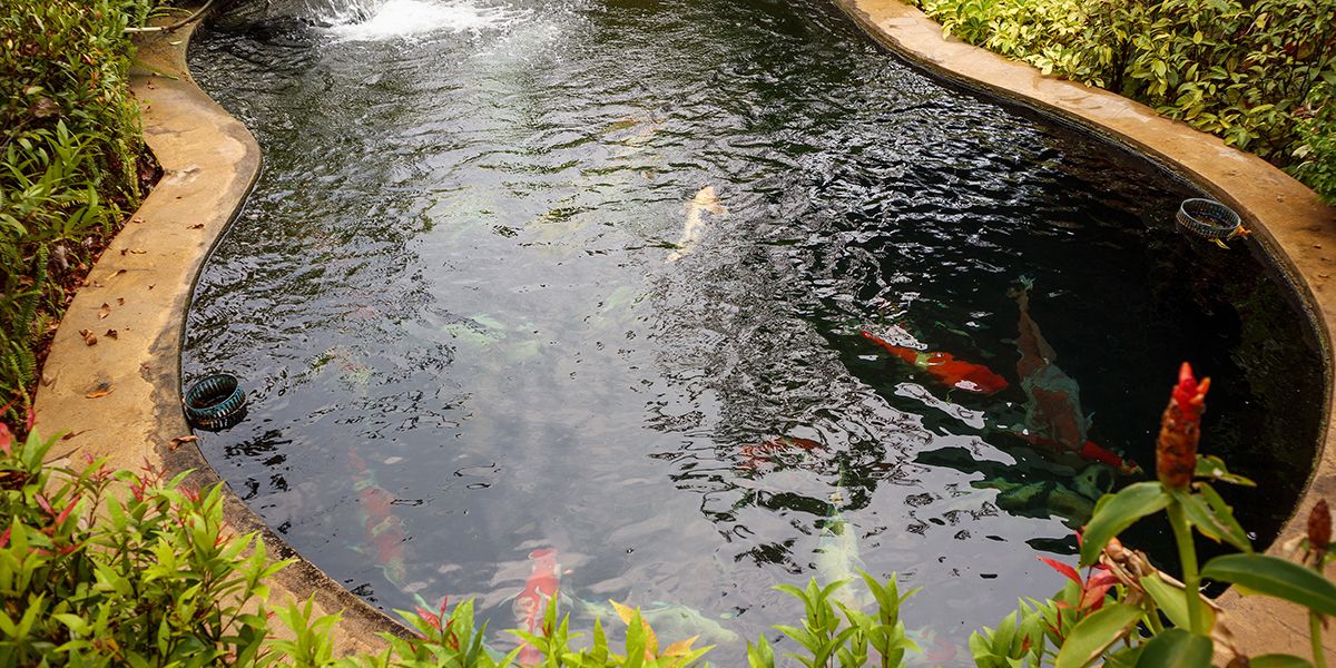 Préparez votre bassin de jardin pour l'hiver avec un nettoyage d'automne