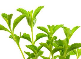 La stevia : découverte d'un édulcorant aux multiples surprises