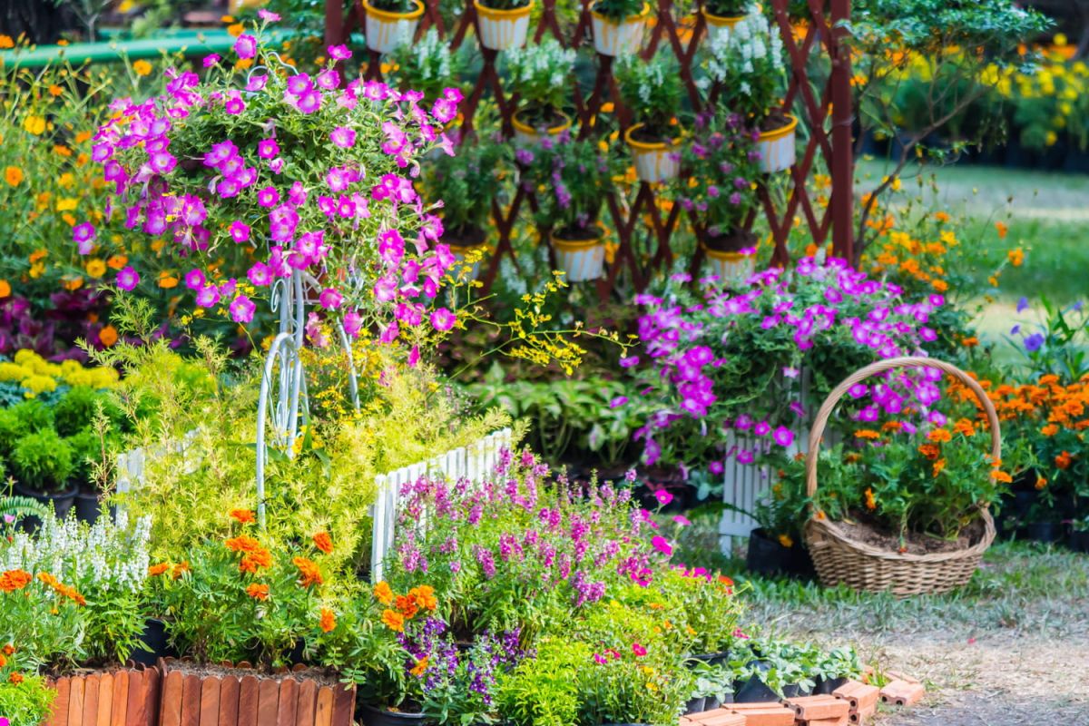 La plante incontournable qui embellit votre jardin même sous la canicule