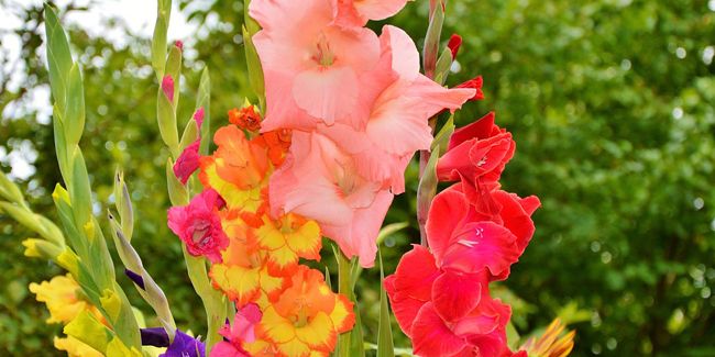 le glaïeul : une élégance florale à portée de main