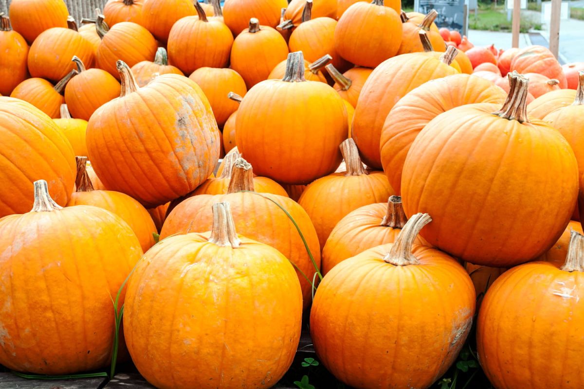 Les citrouilles d'Halloween : un plaisir au prix d'un désagrément caché