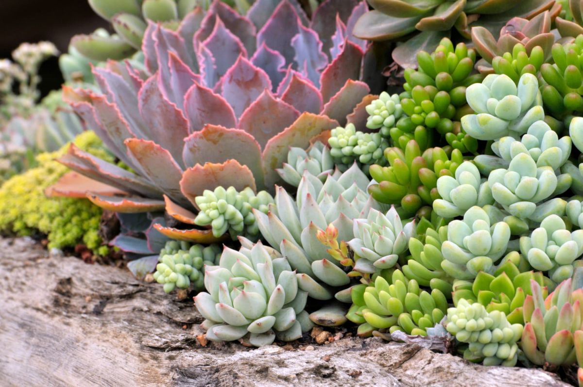 la méthode surprenante pour recycler les feuilles de vos succulentes