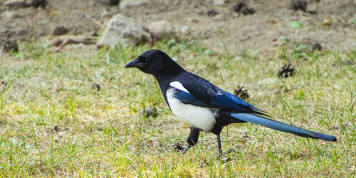 Les astuces pour protéger votre jardin des pies indésirables