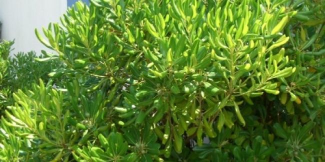 Pittospore du Japon (Pittosporum tobira) ou pittospore odorant