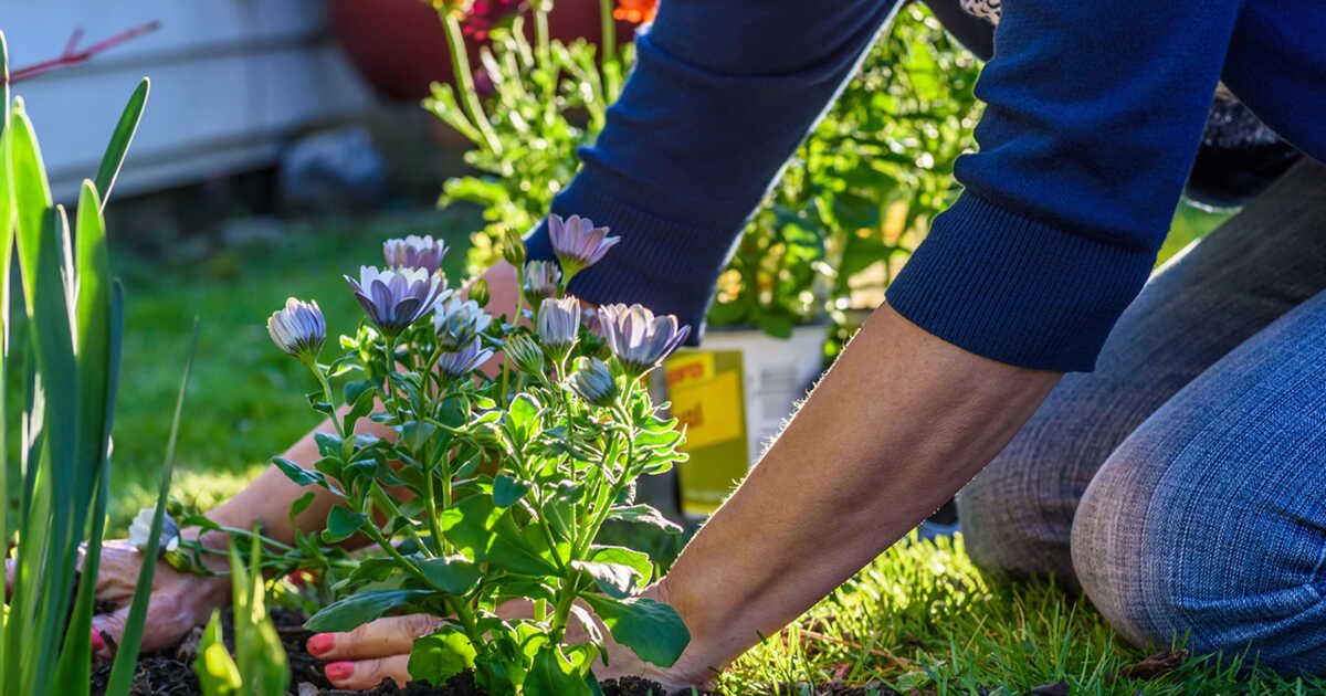 Maîtrisez l'art du paillage pour un jardin florissant