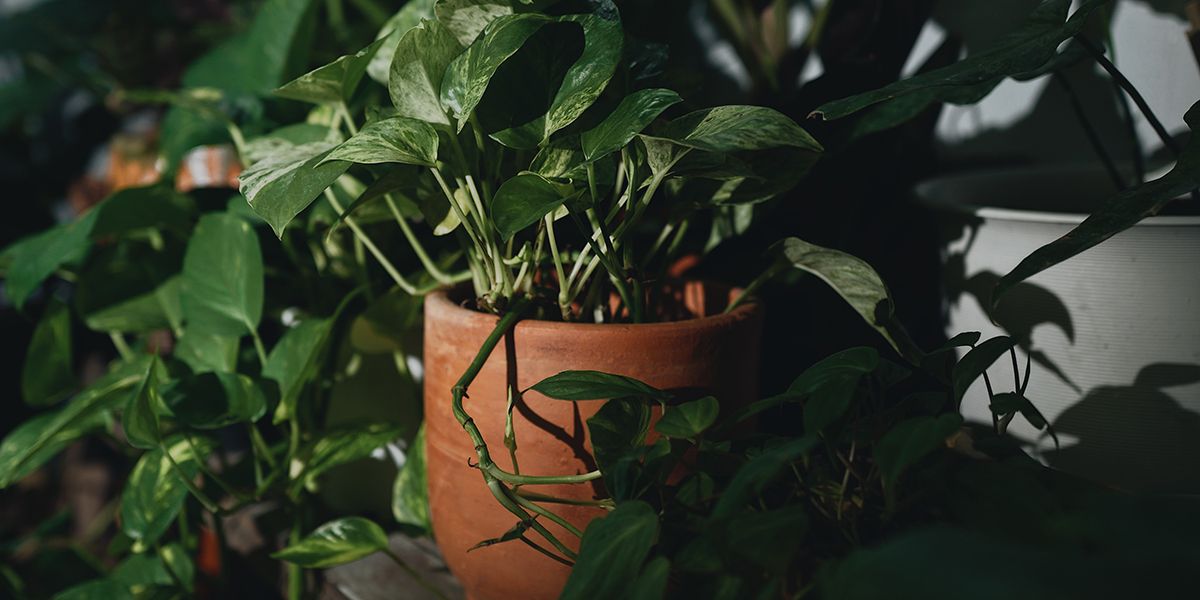 Des plantes d'intérieur adaptées pour un bureau mal éclairé