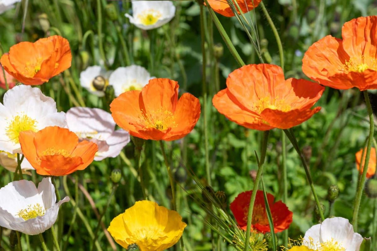 La fleur miracle qui fleurit sans arrosage : le pavot d'Islande