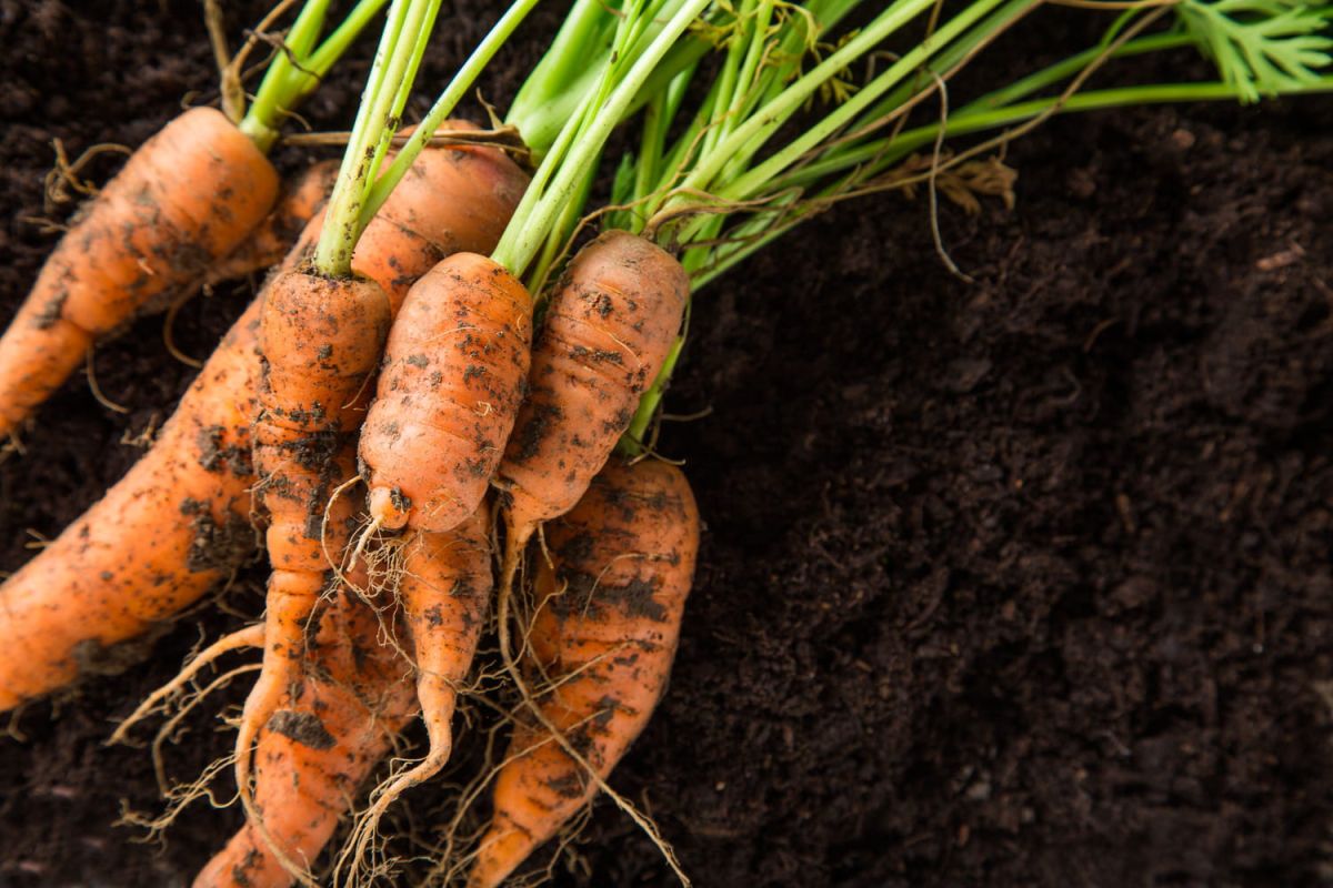 Lune et jardin : optimiser vos jours-racines en 2023