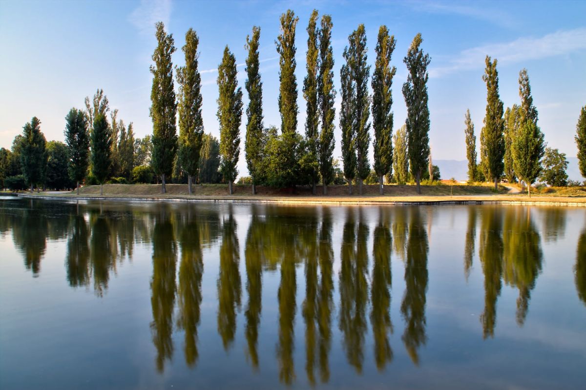 Le peuplier : un arbre aux multiples facettes