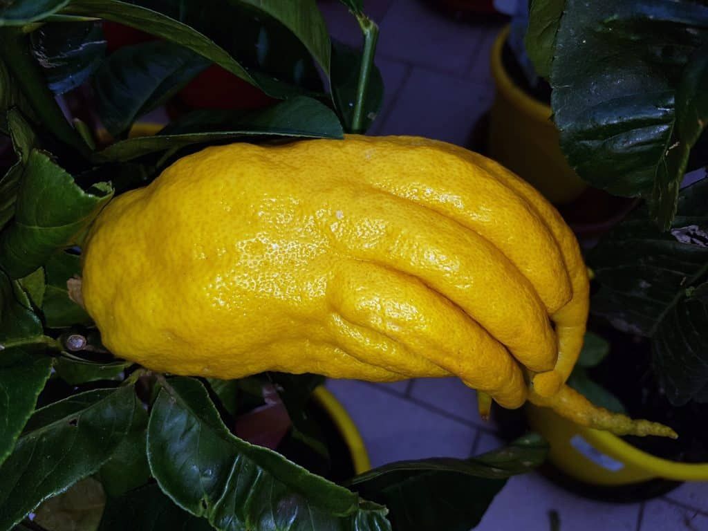 Découvrez la main de Bouddha : le fruit qui va transformer votre cuisine