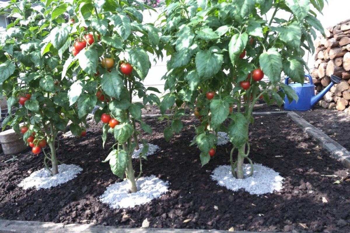 Un geste naturel pour des tomates savoureuses : le secret des jardiniers