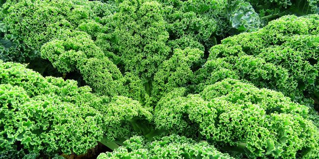 Le chou kale, un légume nutritif et polyvalent