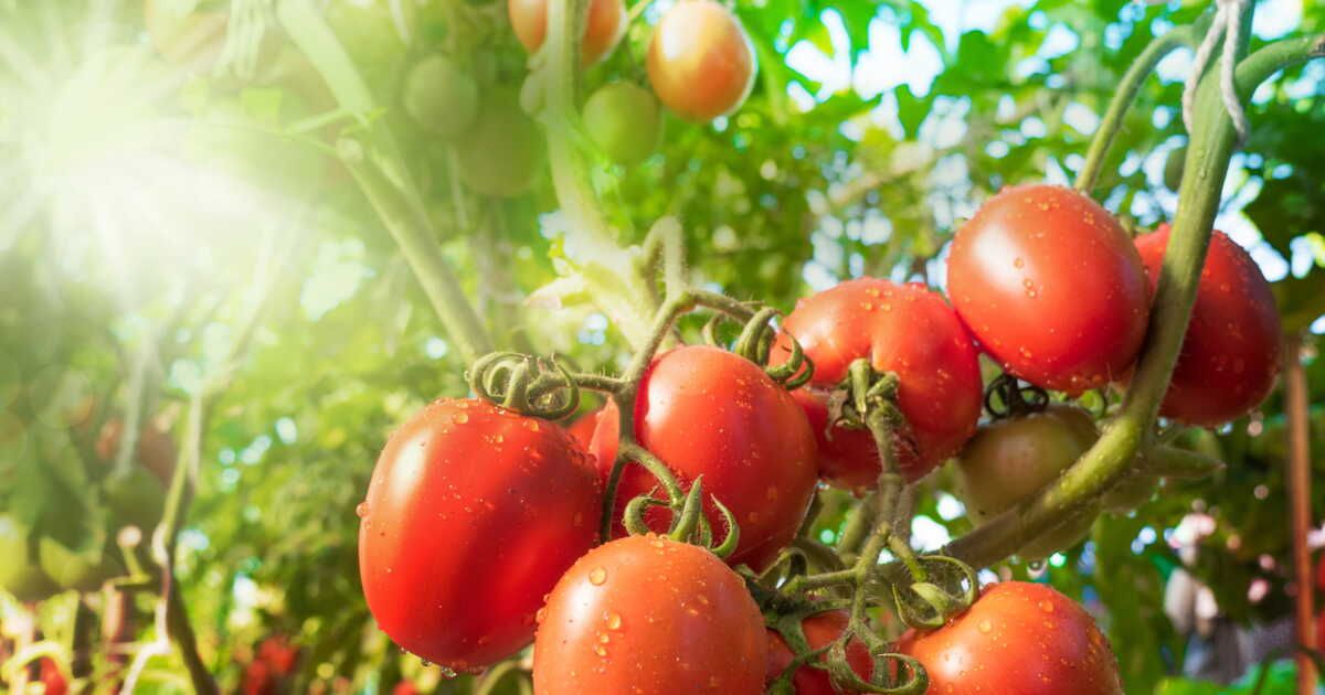 Comment protéger son potager des fortes chaleurs ?