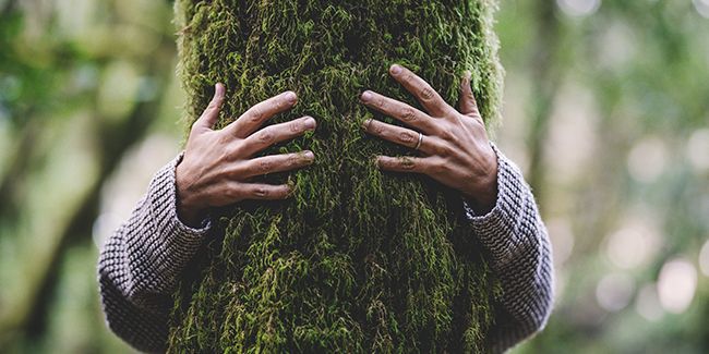 Qu'est-ce que la sylvothérapie ou bain de forêt ?