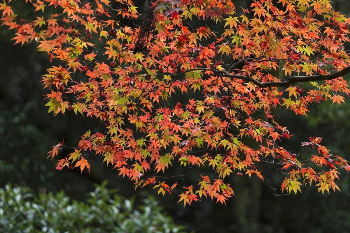 L'érable du Japon : guide ultime pour un jardin éblouissant