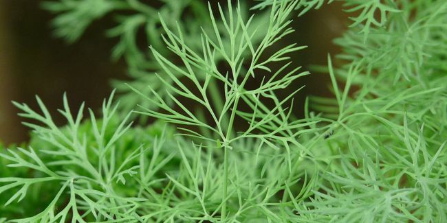 L'aneth : l'aromatique au goût anisé qui embellit vos plats