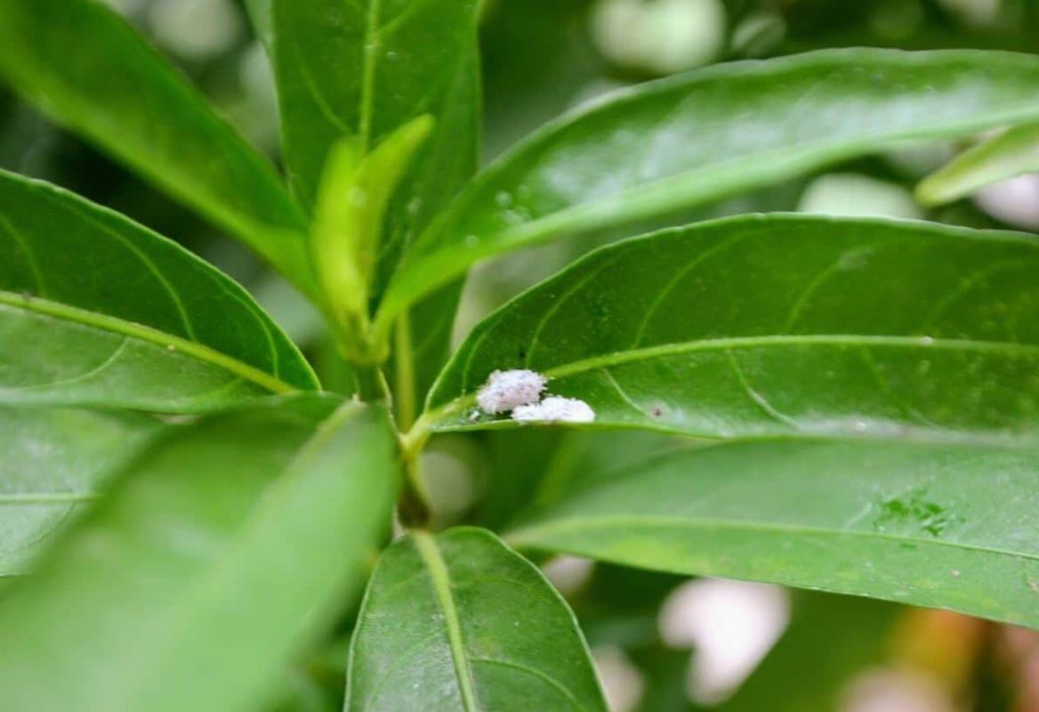 Éradiquez la cochenille du citronnier : tout ce que vous devez savoir