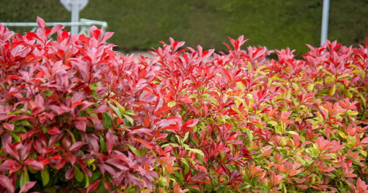 Guide pratique pour maintenir l'éclat rouge des photinias