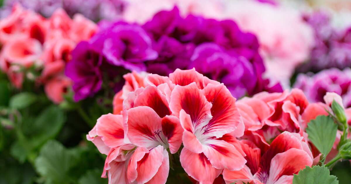 Les secrets d'un géranium florissant : conseils de soins essentiels