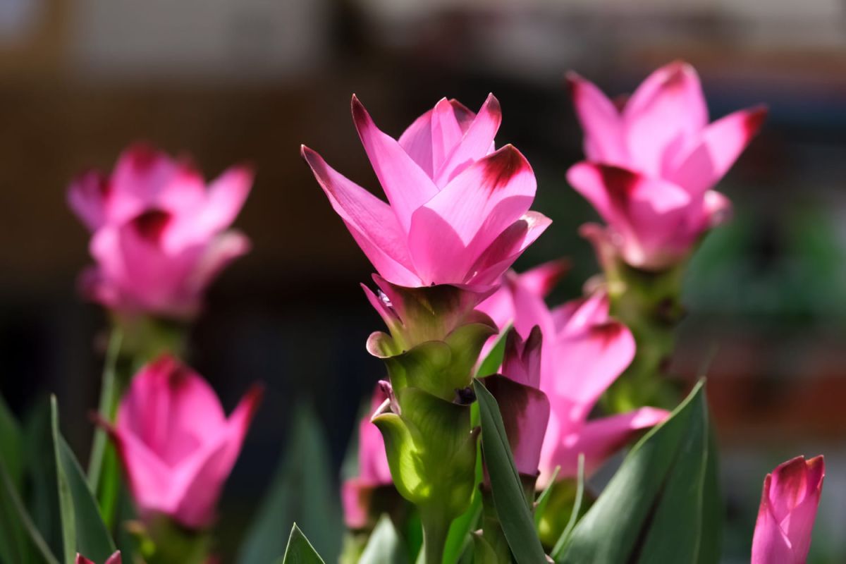 Découvrez le curcuma, la plante à fleurs étonnante que vous pouvez cultiver facilement