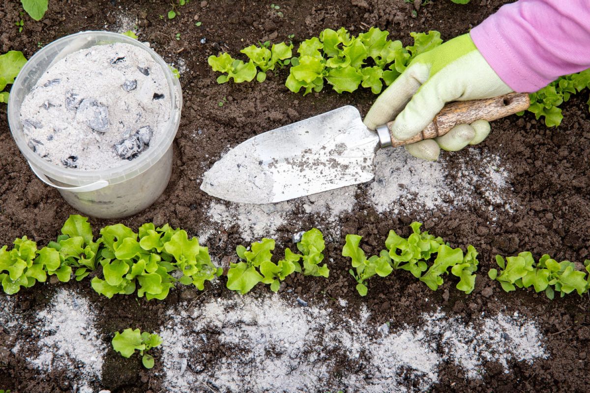 révélez le potentiel caché de la cendre de cheminée au jardin