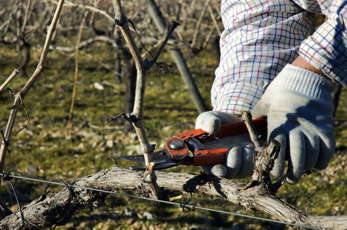 Les secrets pour une taille réussie de votre vigne