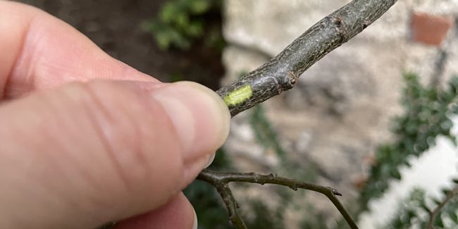 Savoir reconnaître un arbre mort : guide pratique pour jardiniers