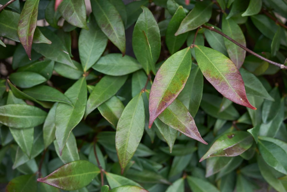 Une plante grimpante qui préserve votre intimité tout l'hiver