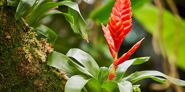 Vriesea : une plante fascinante au cœur des Broméliacées