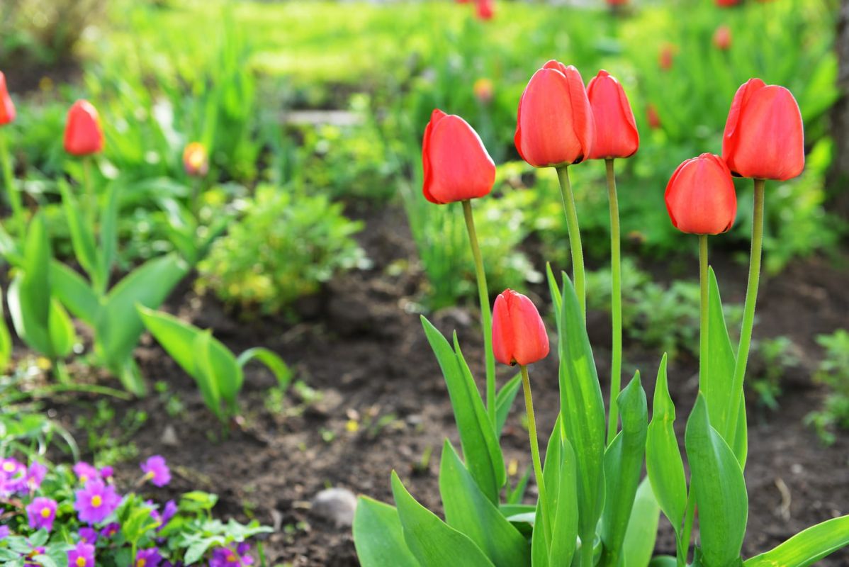 préparez votre jardin pour le printemps en mars : le guide essentiel
