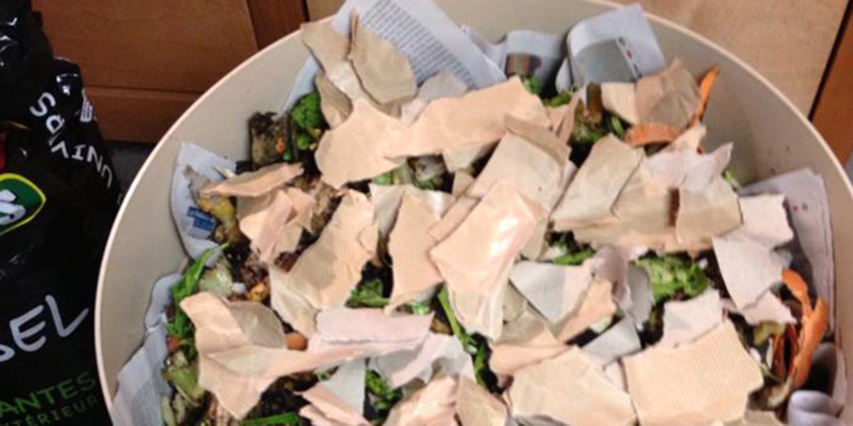 Lombricompostage : transformez vos déchets en or noir pour vos plantes