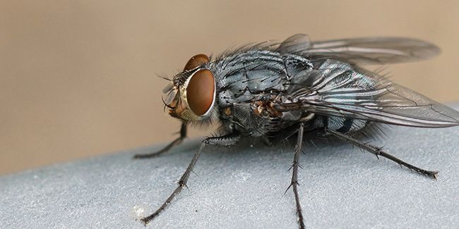 des solutions efficaces pour chasser les mouches de votre maison