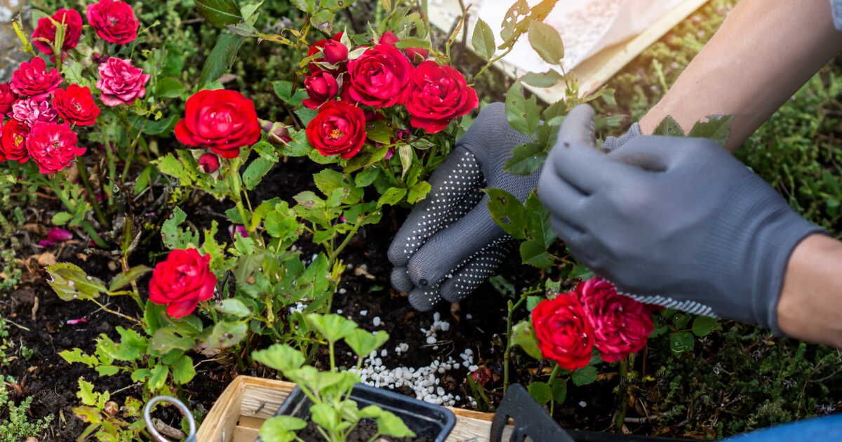 Les secrets d'une fertilisation réussie pour vos plantes