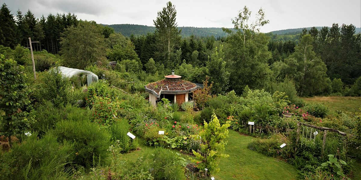À la découverte d'une figue au cœur de la forêt vosgienne