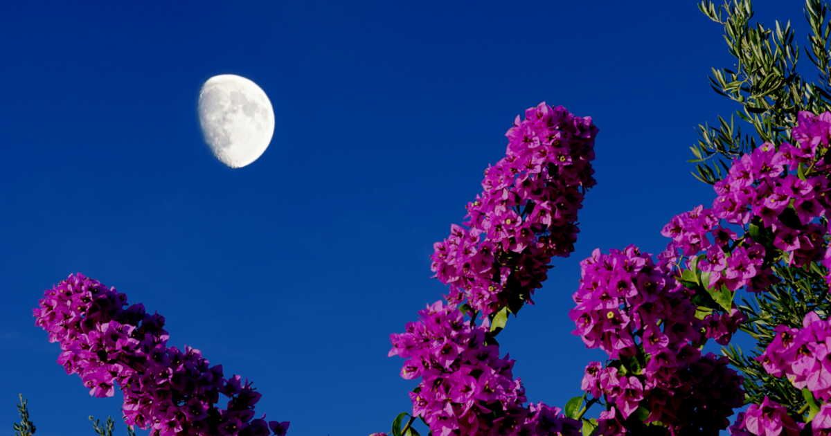 Planter avec la lune : les secrets d'un potager florissant