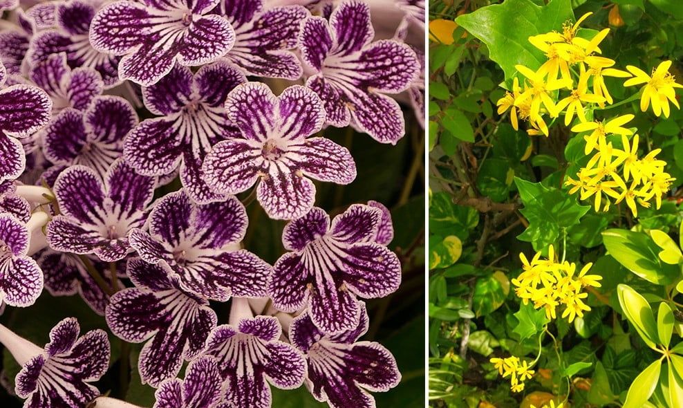 Les 30 fleurs d'hiver incontournables pour embellir votre jardin