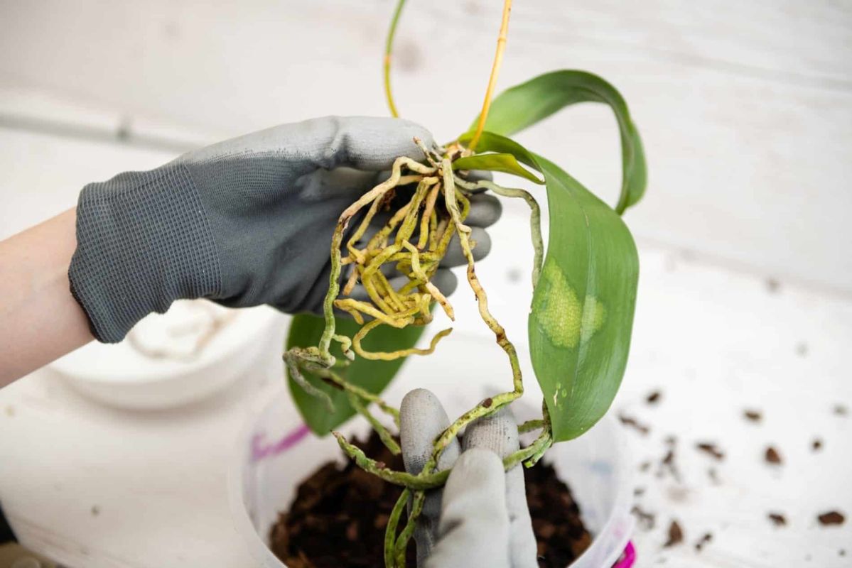 Les secrets d'une taille d'orchidée réussie : quand et comment agir ?