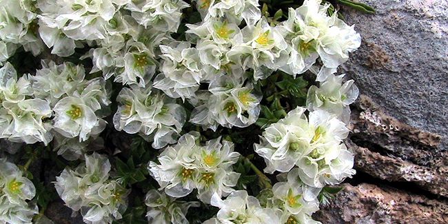 La paronyque à feuilles de serpolet : un couvre-sol exceptionnel pour jardins secs