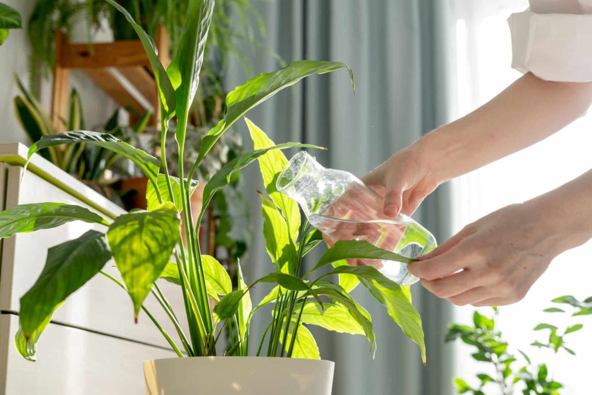 Ajustez votre arrosage avant le printemps : vos plantes d'intérieur vous remercieront