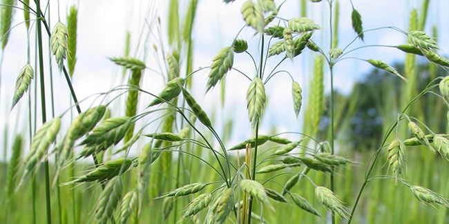 Brome faux-seigle (Bromus secalinus), graminée des lieux incultes