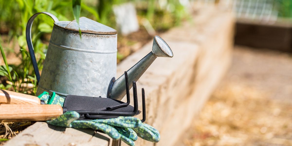 Arrosage du jardin : stratégies en période de sécheresse