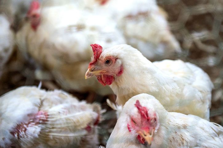 Une inquiétante contamination des poulets britanniques par E.Coli
