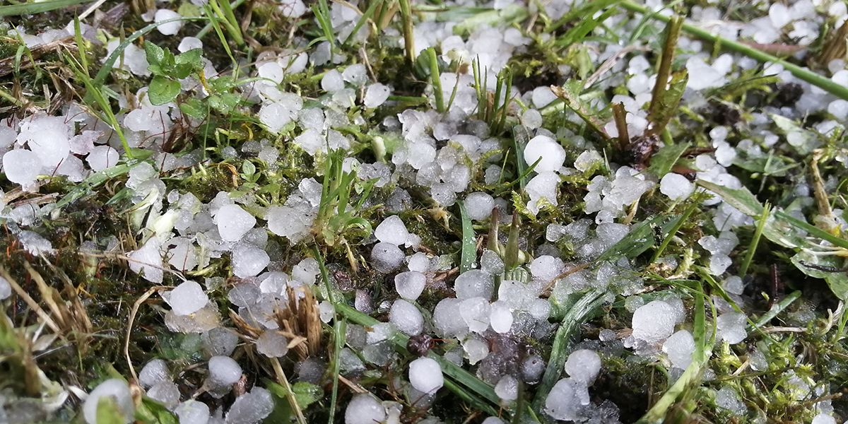 Comment sauver votre potager après un orage de grêle