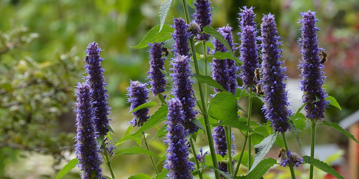 À la découverte de l'agastache, la plante aromatique aux mille vertus