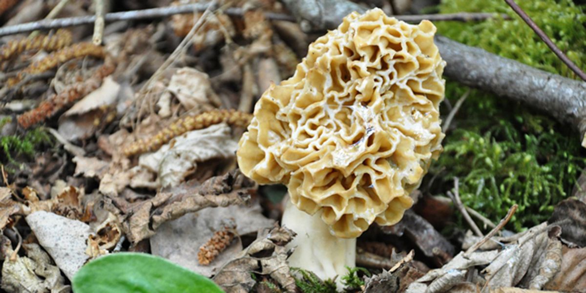 Morille, ce trésor des bois : guide pour débusquer et savourer ce champignon d'exception