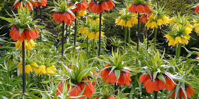 Fritillaire impériale (Fritillaria imperialis) : La couronne des jardins