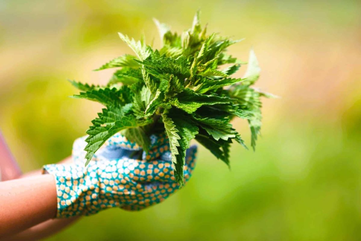 L’ortie : l'alliée méconnue qui embellit votre jardin et votre santé