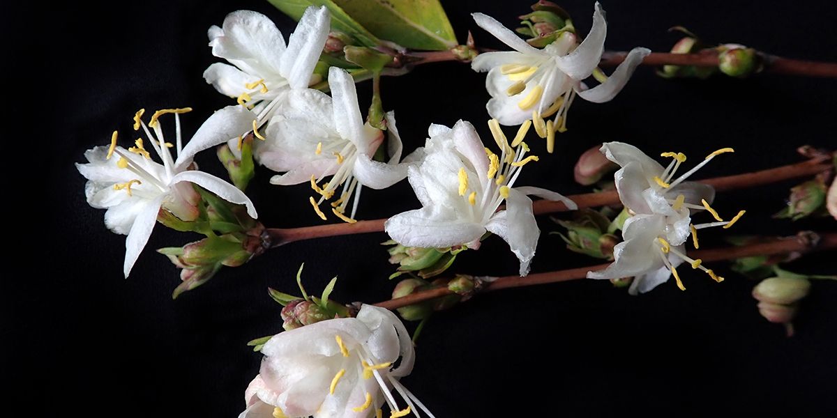 Un parfum d'hiver : le chèvrefeuille d’hiver en fleurs